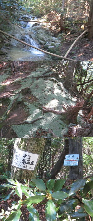 ネコ山と笠岳