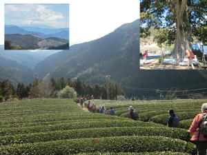 静岡の茶畑